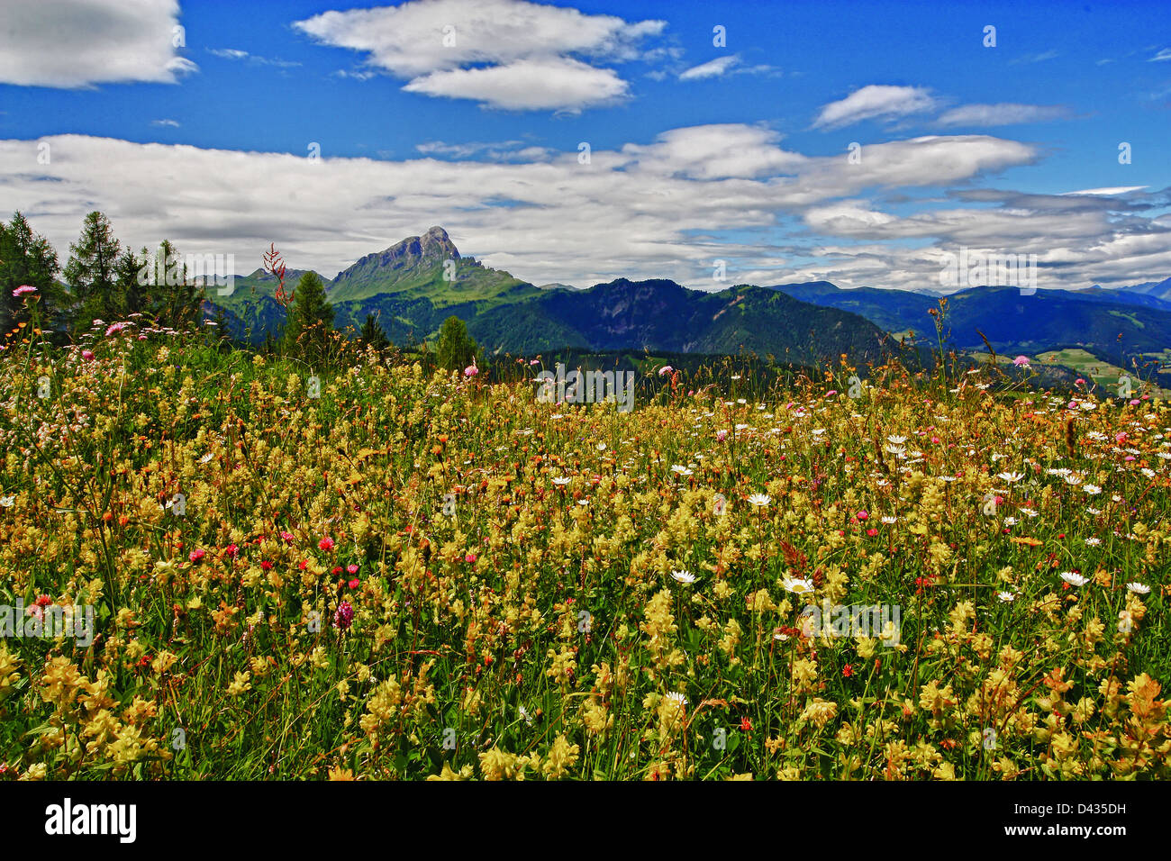 Val Badia, Gadertal de montaña, el Alto Adige, Italia, flores, naturaleza, Foto de stock