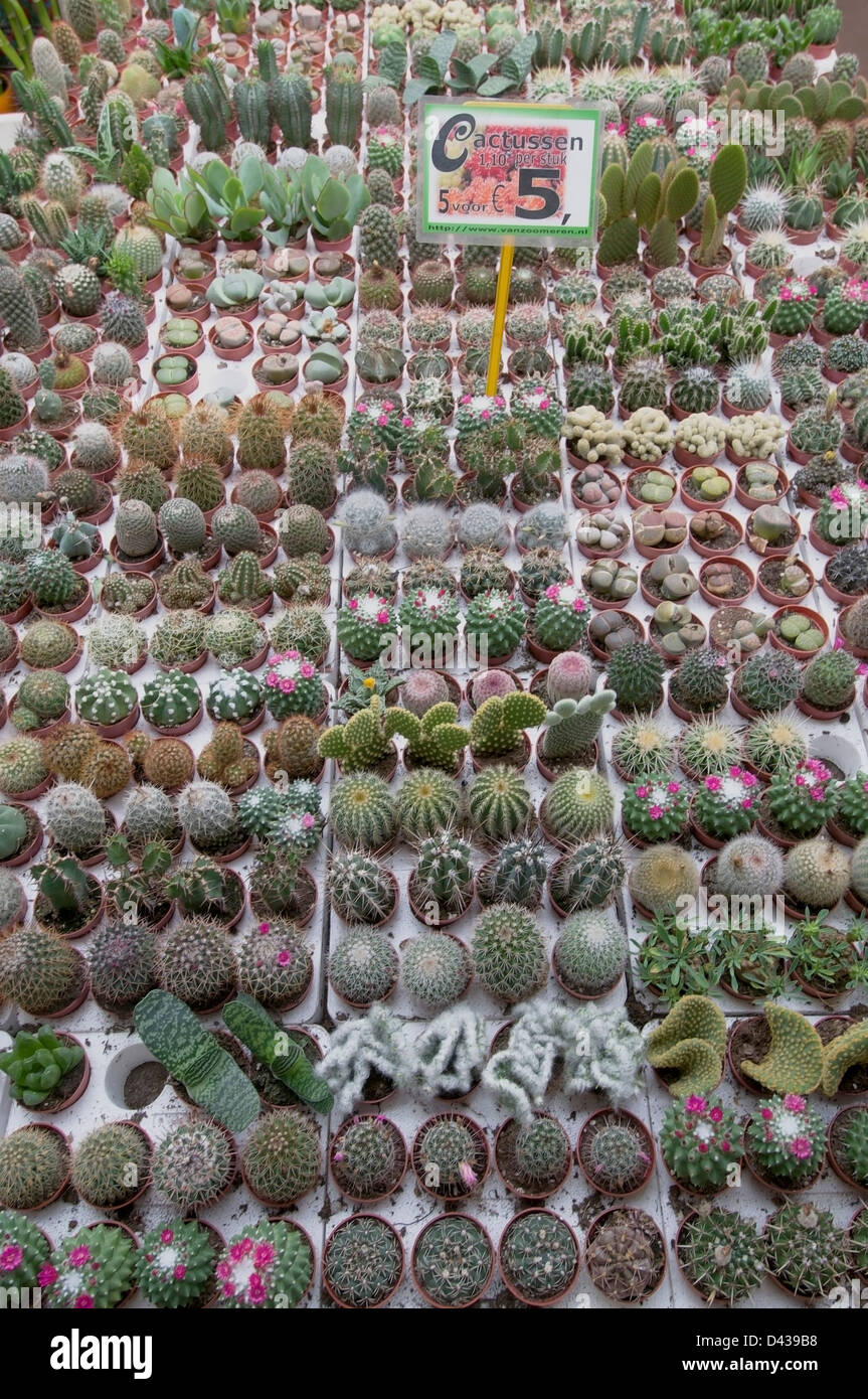 Numerosos jóvenes de los cactus y otras plantas suculentas en venta en un mercado de flores de Amsterdam Foto de stock