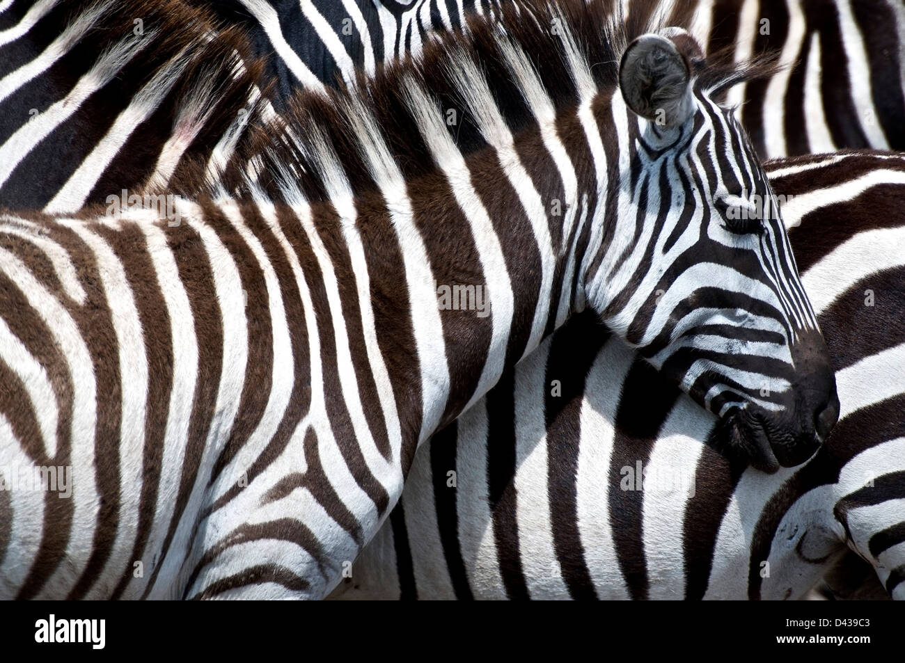 Llanuras, zebra Equus quagga, agrupando en la reserva de Masai Mara, Kenya Foto de stock