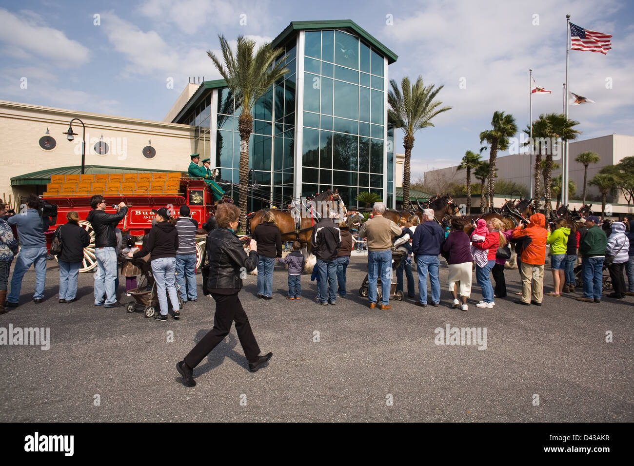 Budweiser Clydesdales en la cervecería de AnheuserBusch en
