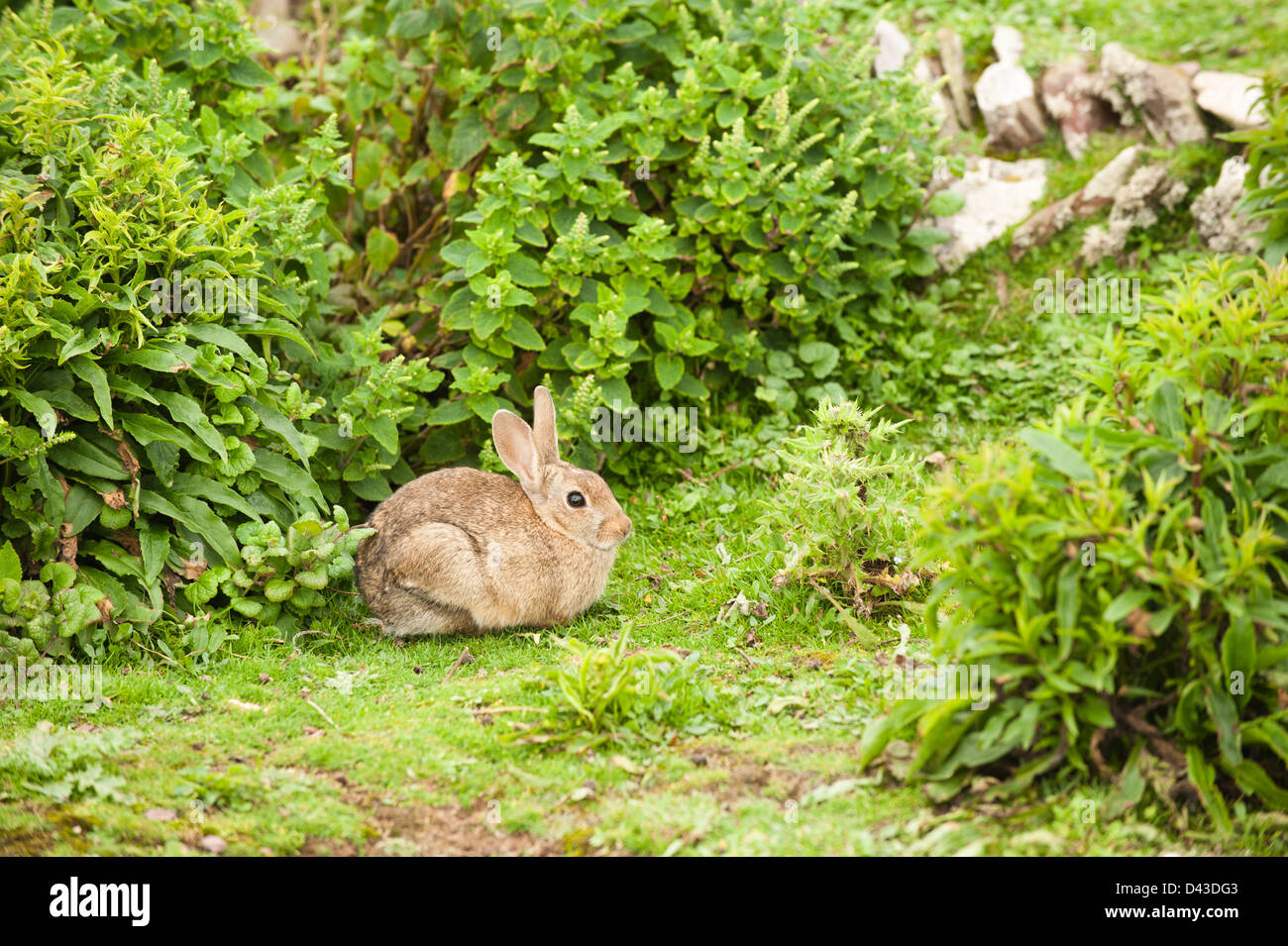 Conejo, Oryctolagus cuniculus, Skokholm Island, South Pembrokeshire (Gales, Reino Unido Foto de stock