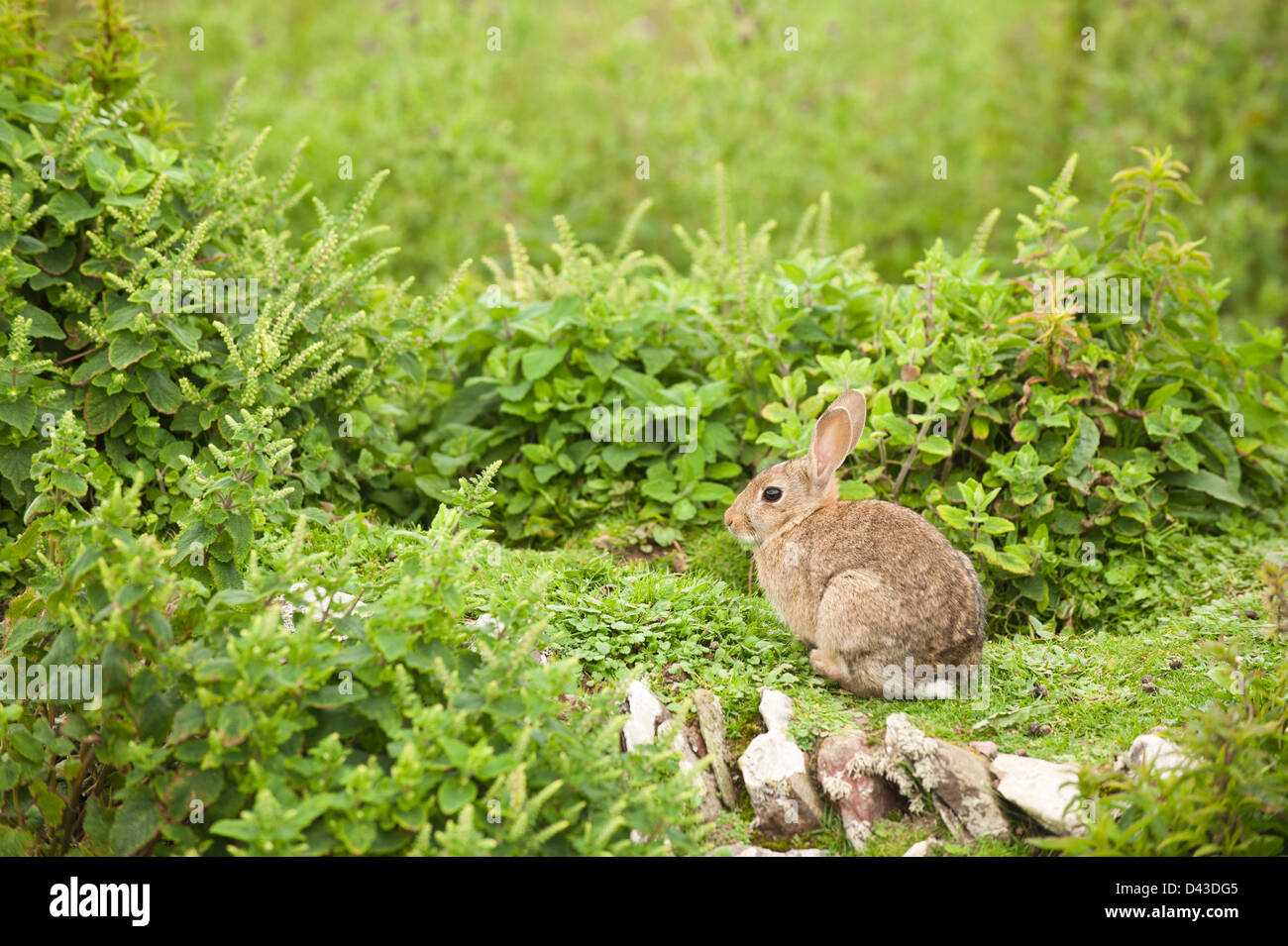 Conejo, Oryctolagus cuniculus, Skokholm Island, South Pembrokeshire (Gales, Reino Unido Foto de stock