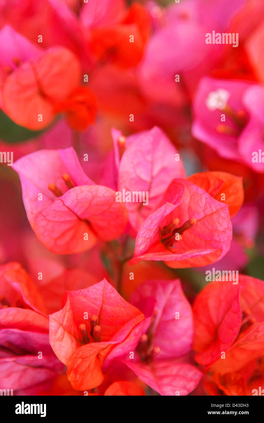 Rosa florece bougainvillea Foto de stock