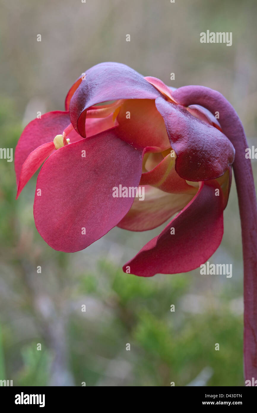 Flor de la lanzadora del Norte planta carnívora Sarracenia purpurea E América del Norte Foto de stock