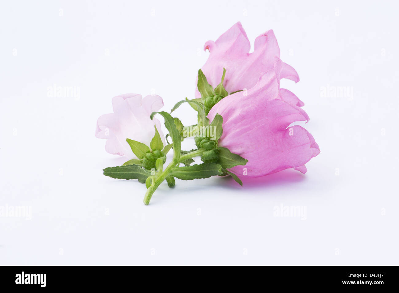 Campanula rosa sobre fondo blanco. Foto de stock