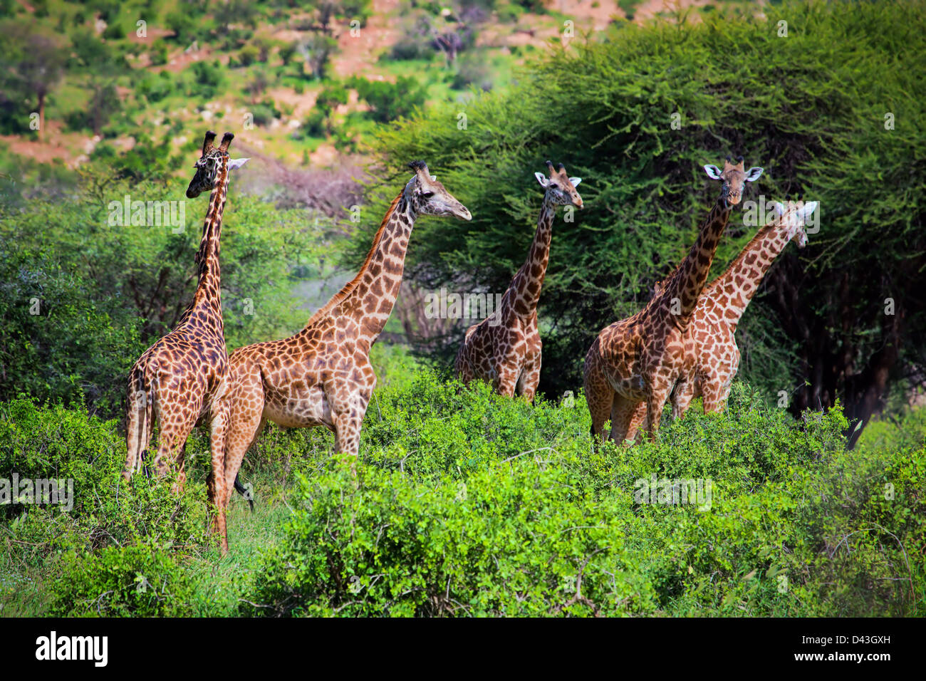 Grupo de jirafas en el monte en el Parque Nacional de Tsavo West, Kenya, Africa. Foto de stock
