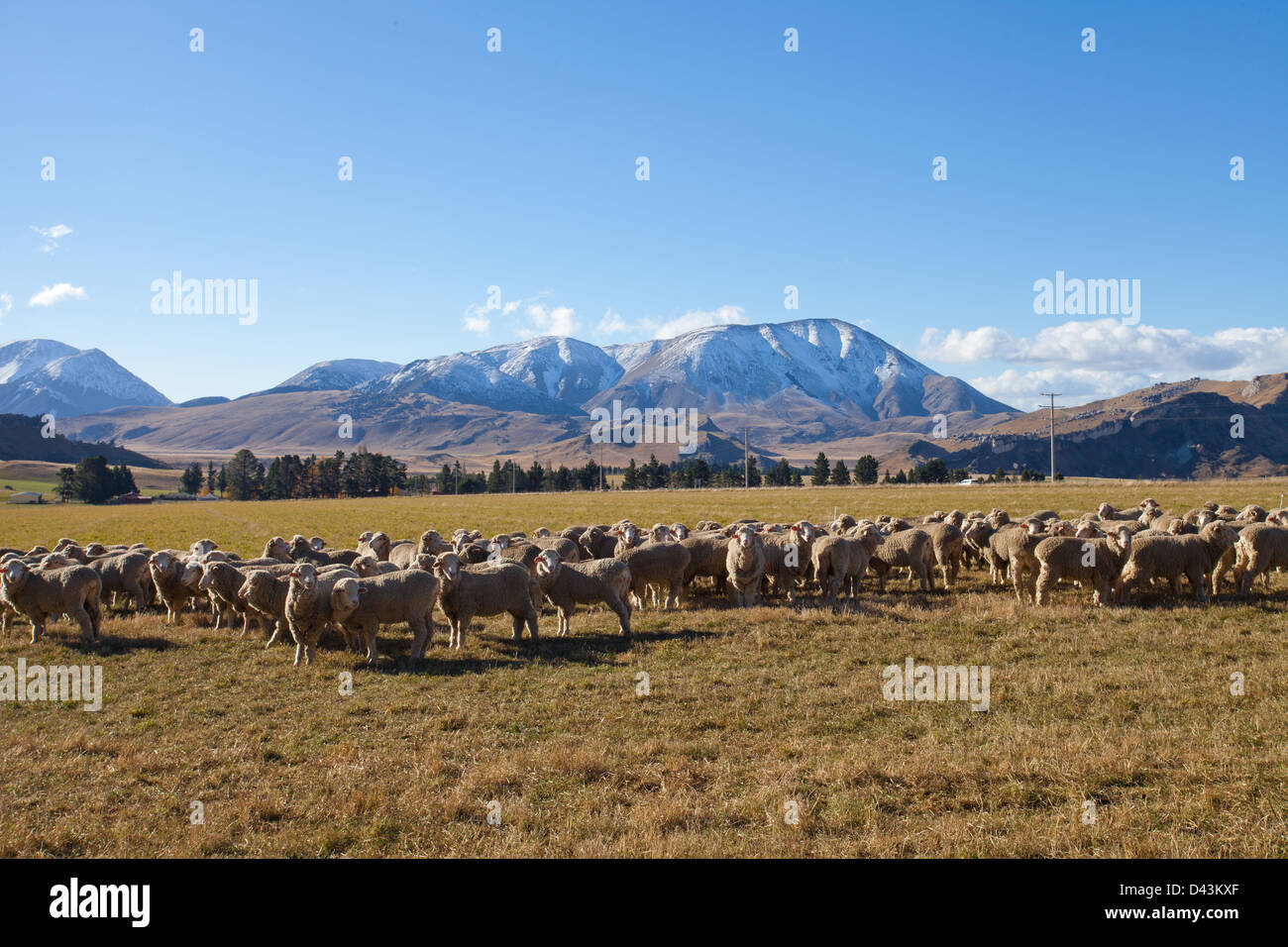 Ovejas de cría de tierras agrícolas en la región de Canterbury valles montañosos de los Alpes del Sur de Nueva Zelanda Foto de stock