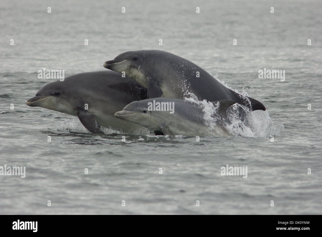 Los delfines mulares Chanonry salta en punto. Foto de stock