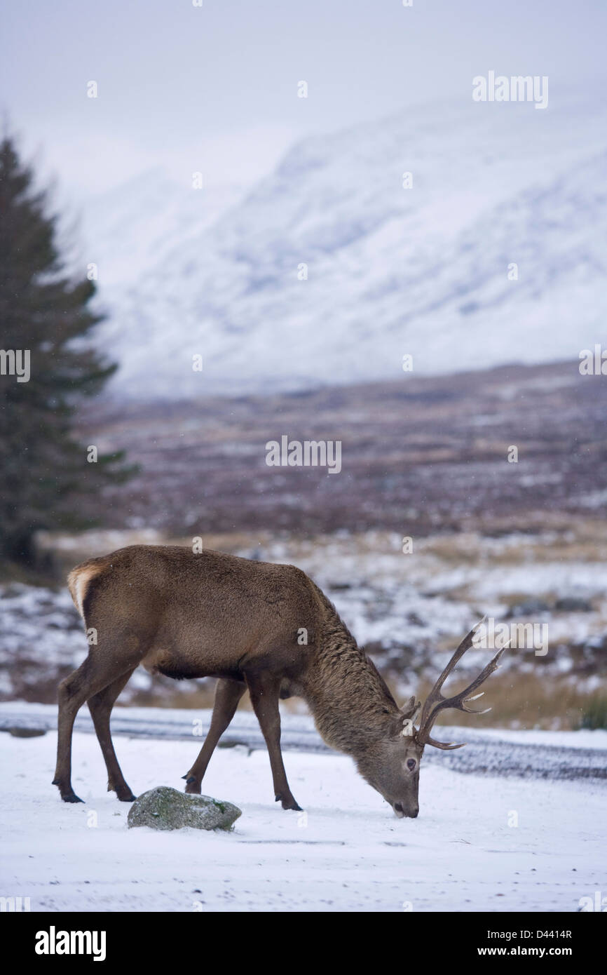 El Ciervo macho cerca de Glencoe Escocia. Foto de stock