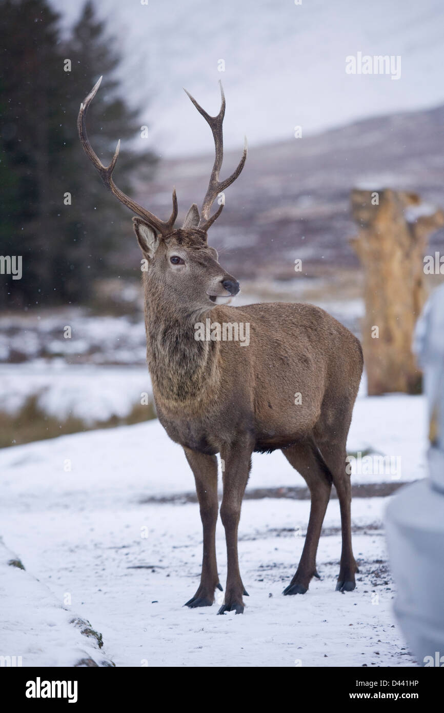 El Ciervo macho cerca de Glencoe Escocia. Foto de stock