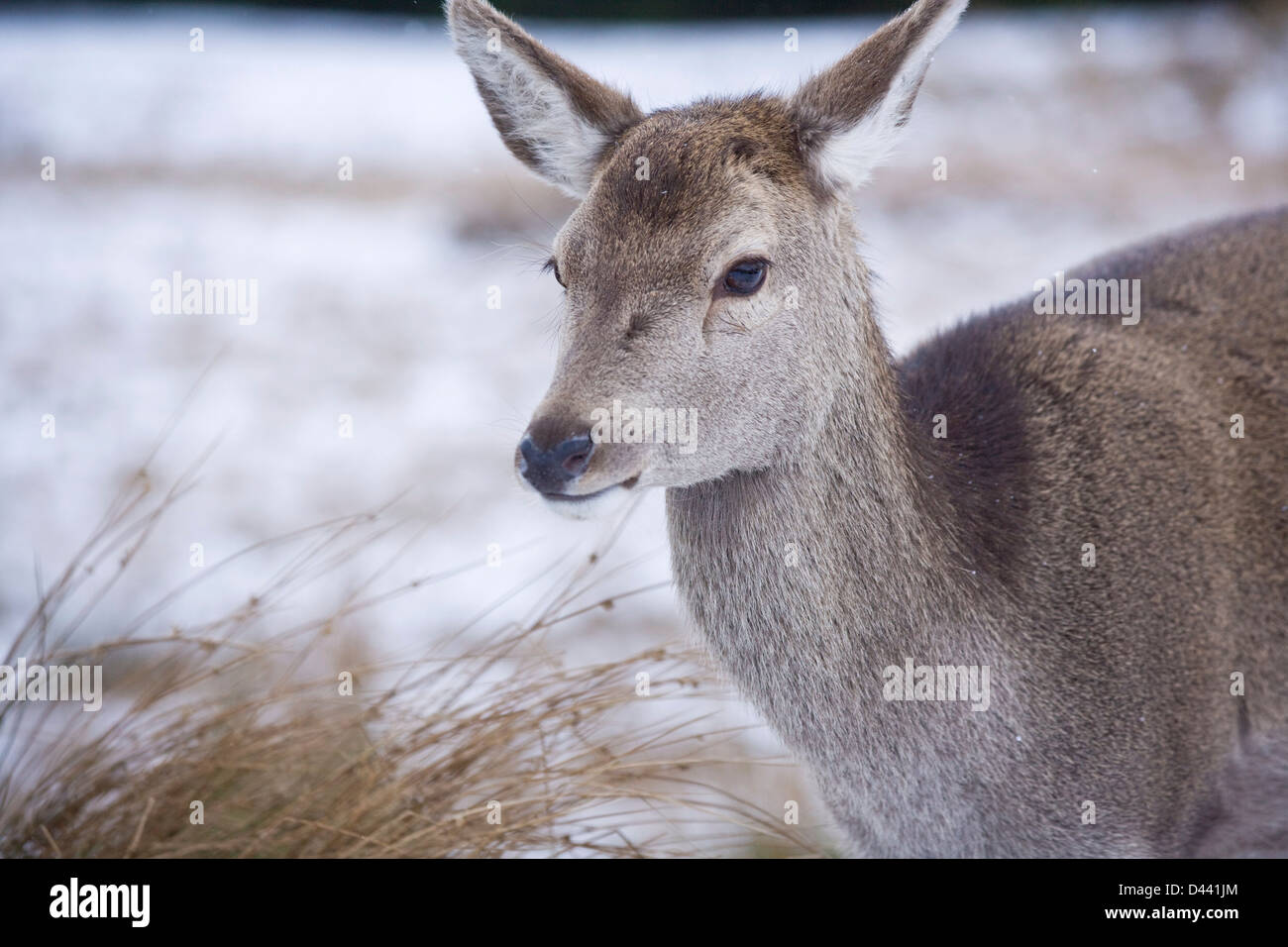 Hembra de ciervo rojo cerca de Glencoe Escocia. Foto de stock