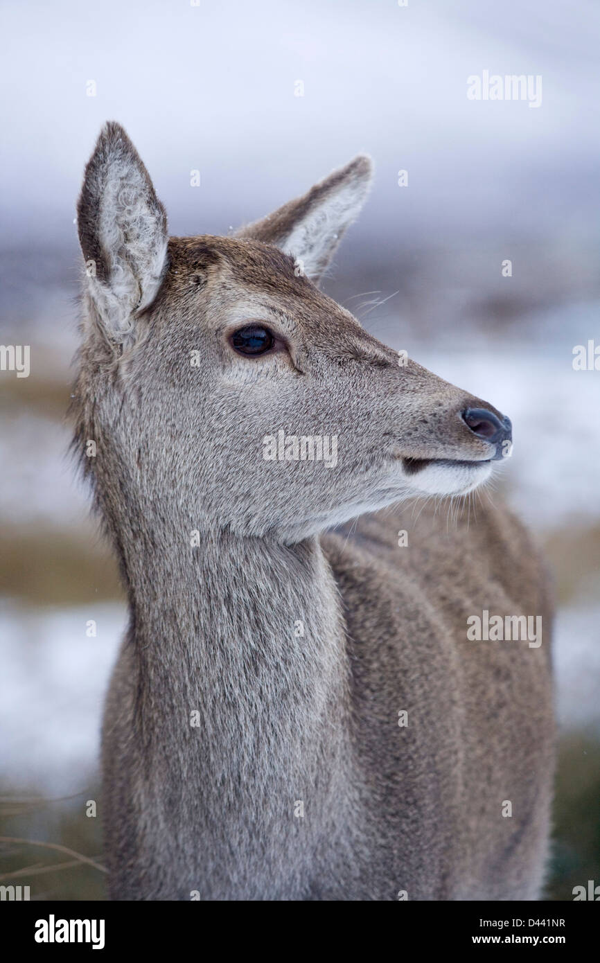 Hembra de ciervo rojo cerca de Glencoe Escocia. Foto de stock