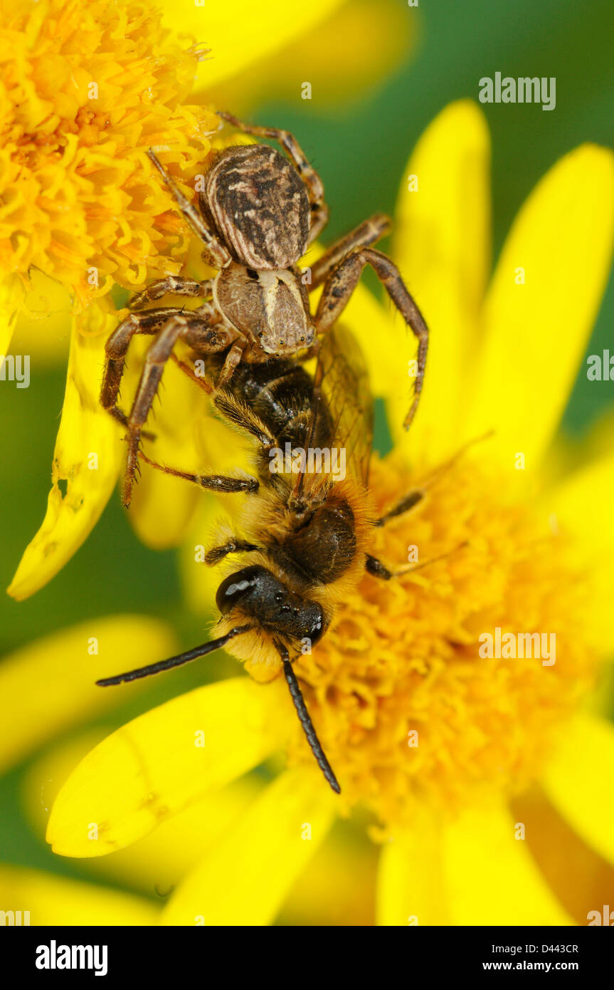 Araña cangrejo Xysticus (especies) en flowerhead, alimentándose de abeja cortadora de hojas, Oxfordshire, Inglaterra, Julio Foto de stock