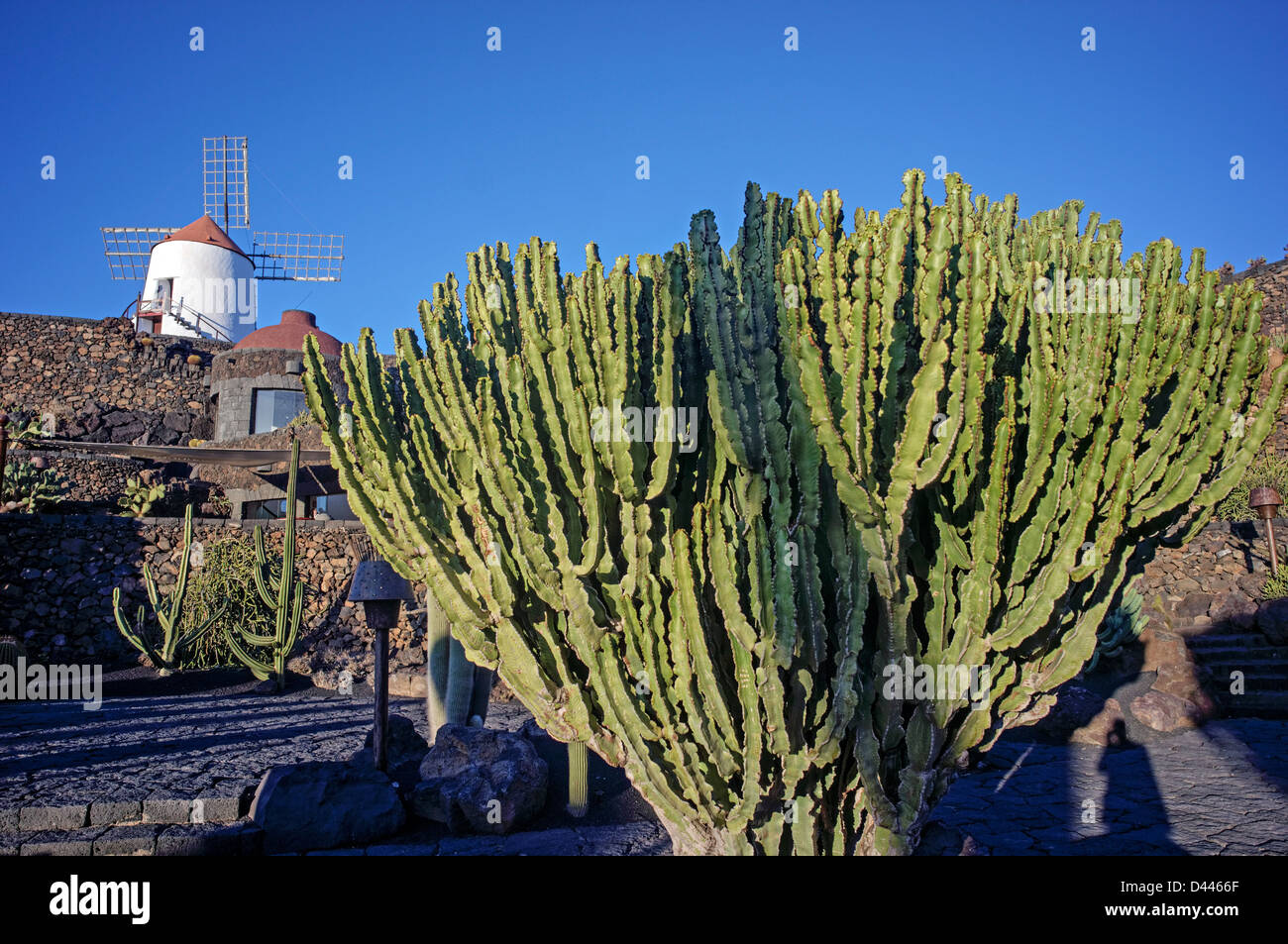 Jardín de Cactus (Cactus Garden), Guatiza, Lanzarote, Islas Canarias, España Foto de stock
