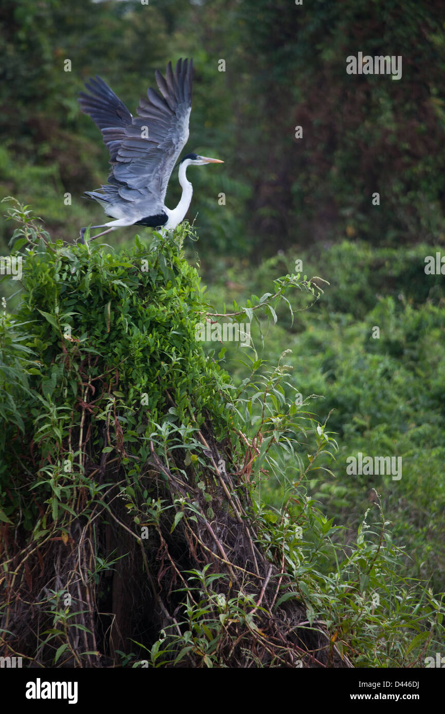 Cocoi Heron, sci.name; Ardea cocoi, en Lago Bayano (lago), provincia de Panamá, República de Panamá Foto de stock