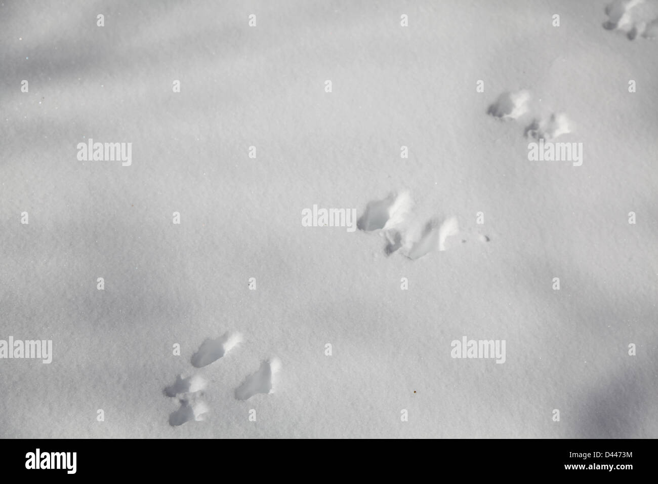 Pie de animal print nieve Foto de stock