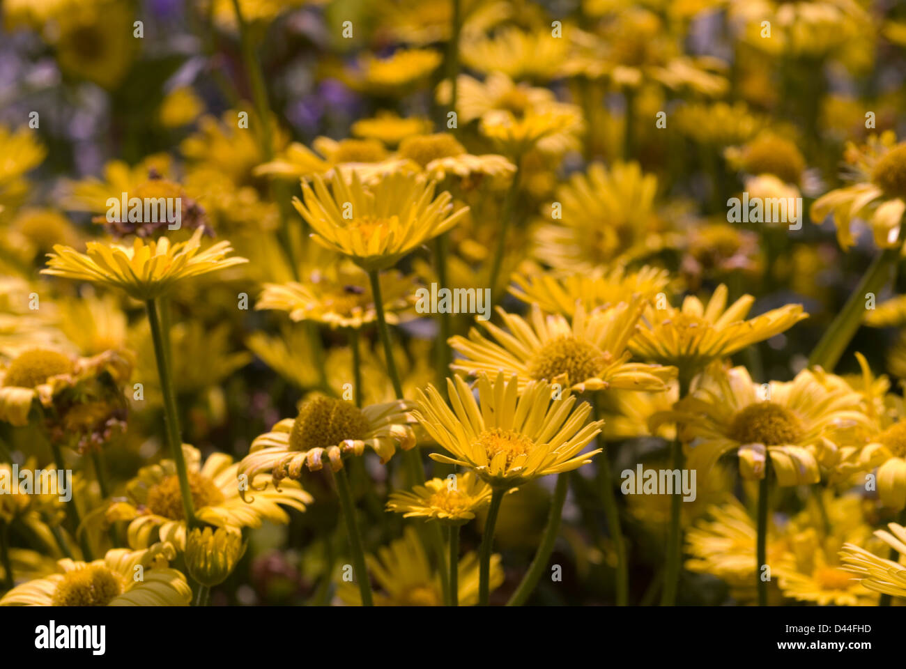 Leopard's Bane Doronicum orientale 'Little Leo', doronico, Asteraceae Foto de stock