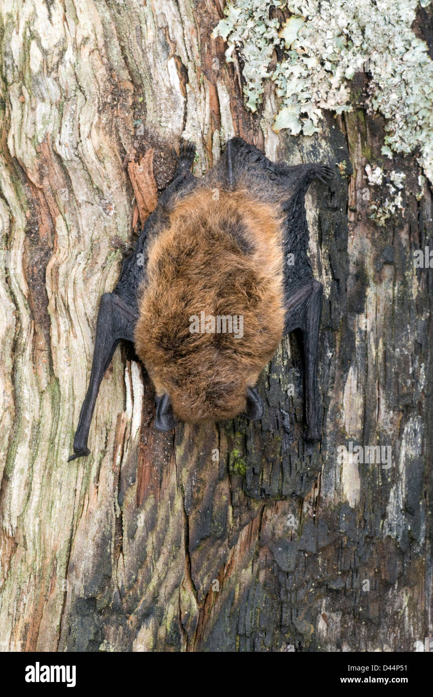 Común pipistrellus pipistrellus pipistrelle,bat,Parque Nacional de Cairngorms, Highlands, Escocia Foto de stock
