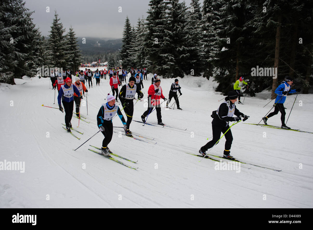 Los esquiadores de fondo durante el Bieg Piastow carrera cross-country, Jakuszyce, Polonia. Foto de stock