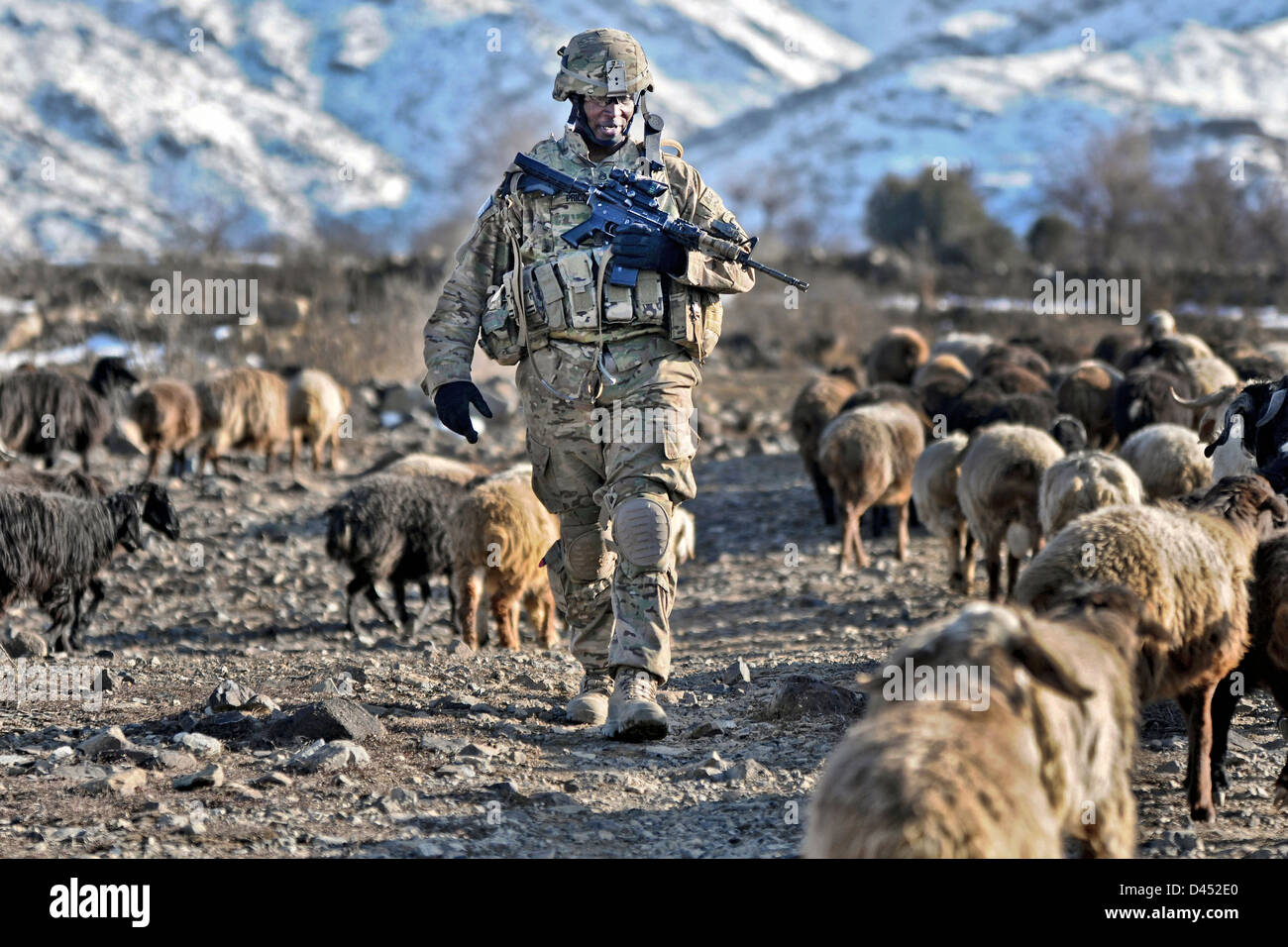 Un soldado del ejército estadounidense patrullas a través de un rebaño de ovejas y cabras pastando fuera una aldea de Febrero 10, 2012 Narizah, Afganistán. Foto de stock