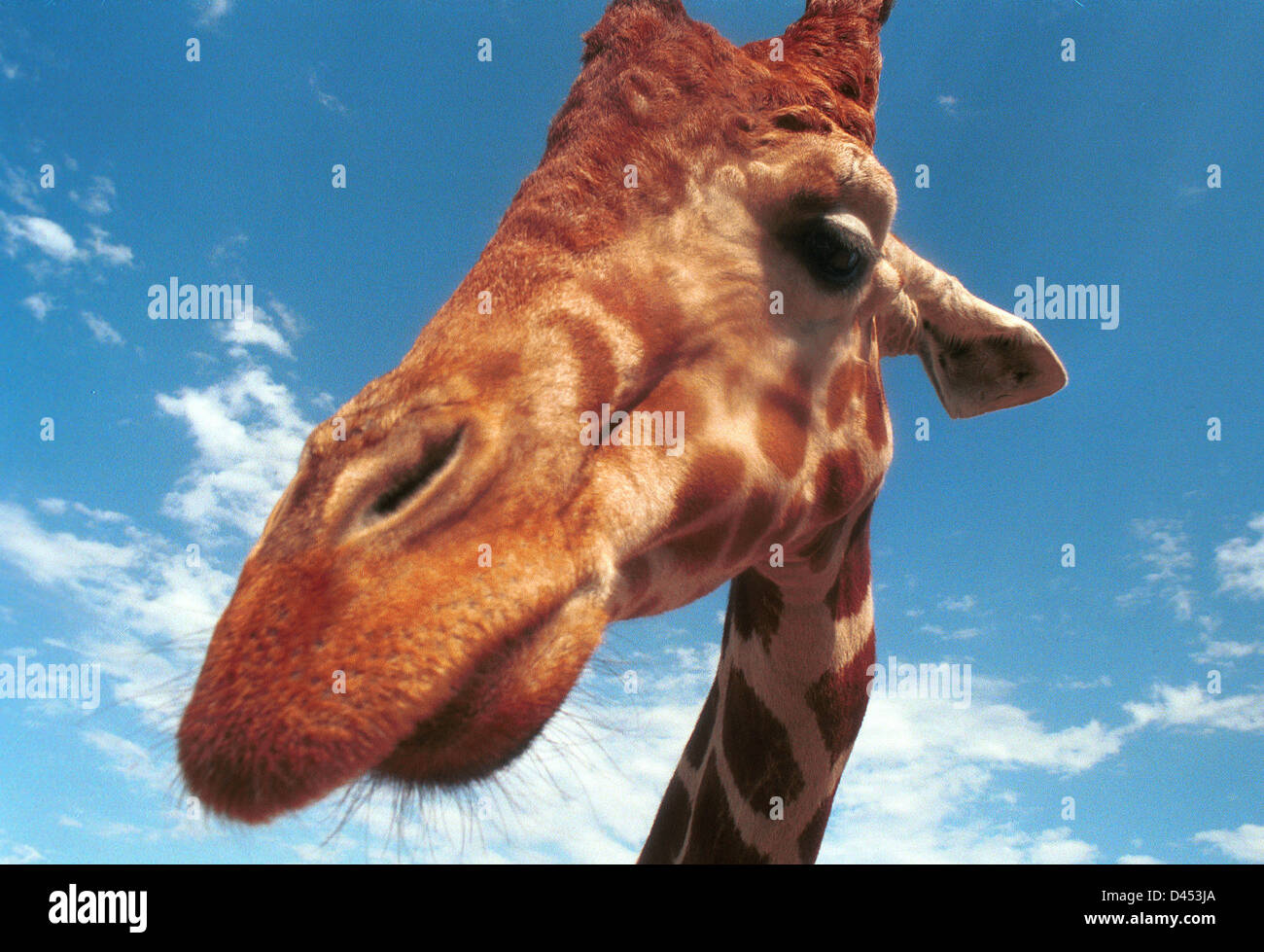Jirafa incluso-africana de mamíferos ungulados vetado la vida animal terrestre más alto y más grande de rumiantes, Giraffa Camelopardalis, Foto de stock