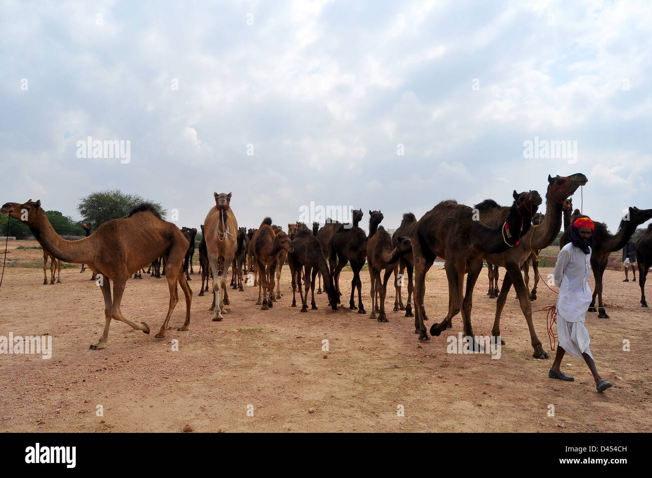 Pastores de camellos con sus camellos en una feria de ganado en la ciudad India occidental de Nagaur, en Rajastán Foto de stock