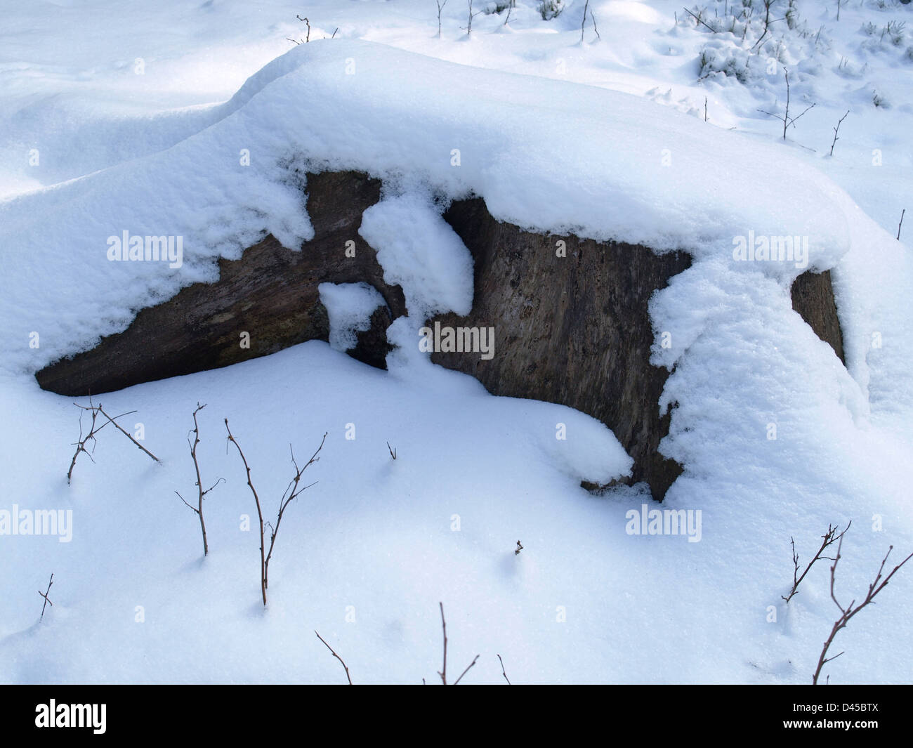 Stump nevadas en invierno Foto de stock