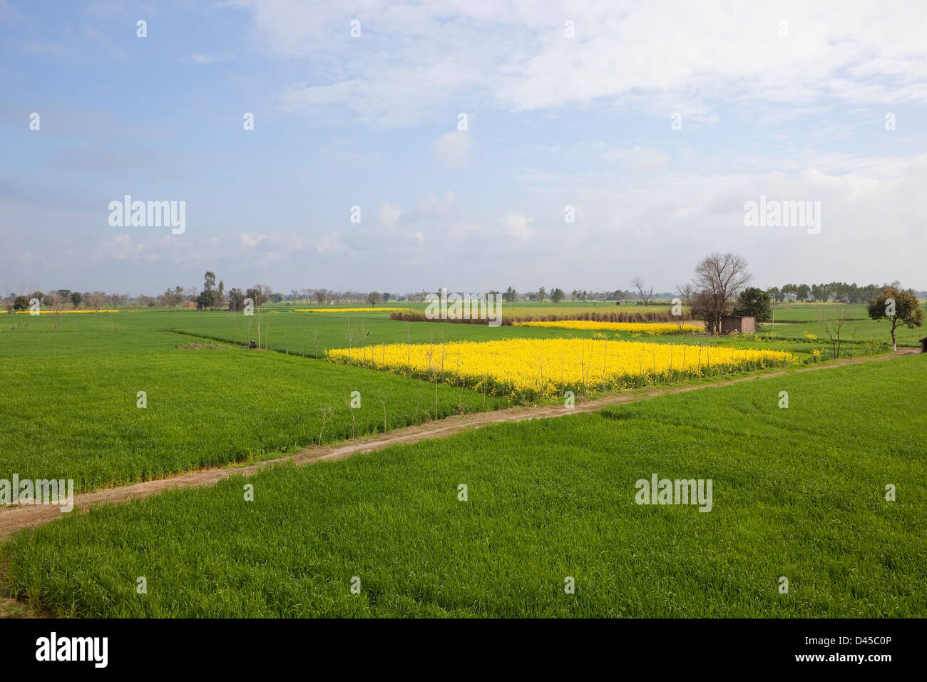 Campos de trigo y mostaza en un día soleado en el estado agrícola del Punjab al norte de India Foto de stock