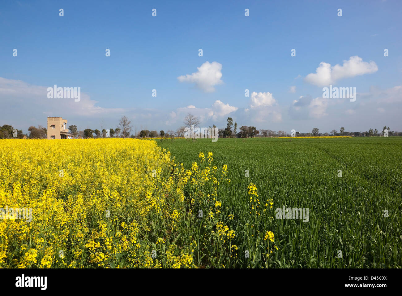 Una tradicional Punjabi paisaje con trigo y mostaza de cultivos bajo un cielo azul Foto de stock
