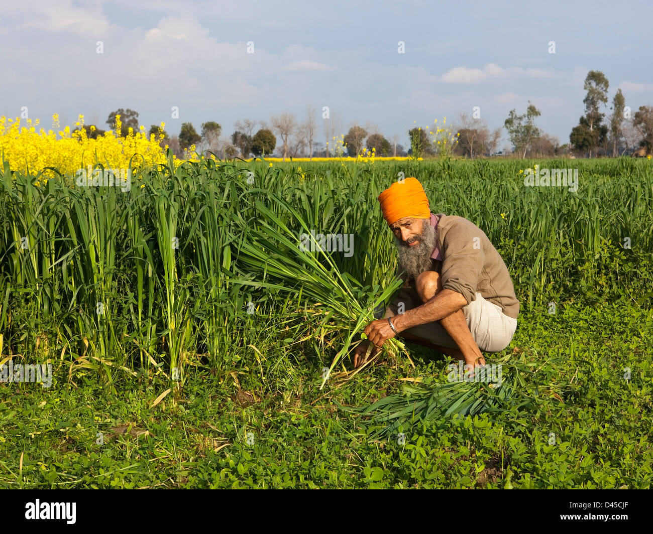 Un hombre sij vestidos tradicionalmente cultivos forrajeros de corte a mano agrícola en el estado de Punjab India Foto de stock