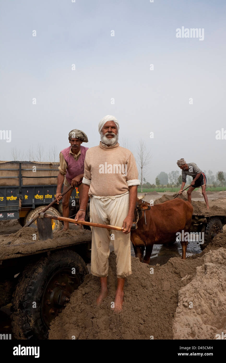 Vestidos tradicionalmente trabajadores punjabi con carros de ganado teniendo la arena del río en Punjab, India Foto de stock