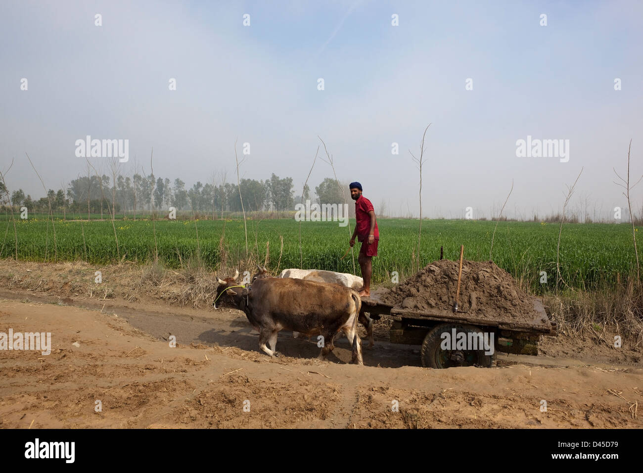 Una tradicional ganado Punjabi sij carro con un trabajador que arena en el cauce de un río en el Punjab, India Foto de stock