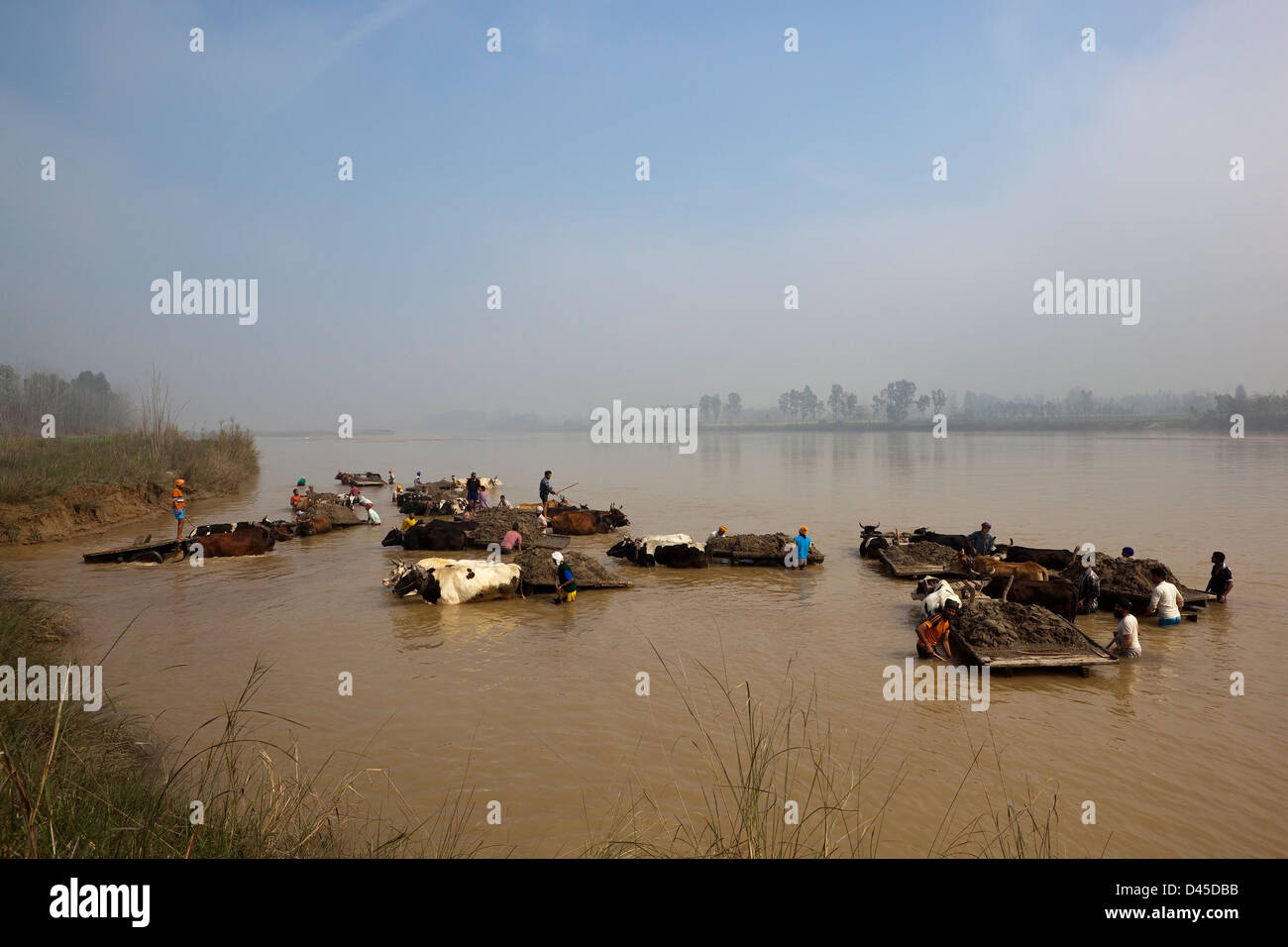 Punjabi obreros con ganado carts recoger arena del río Beas en una mañana brumosa en el Punjab, India Foto de stock