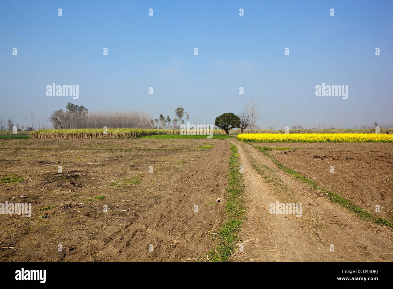 Una tradicional Punjabi paisaje con caña de azúcar y mostaza de cultivos bajo un cielo azul Foto de stock