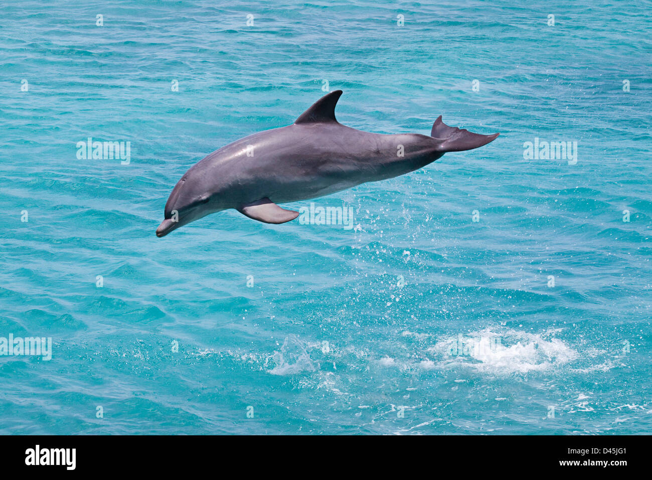 Atlantic Delfín mular, Tursiops truncatus, saltos desde el océano fuera de Curazao, Antillas Neerlandesas, del Caribe. Foto de stock