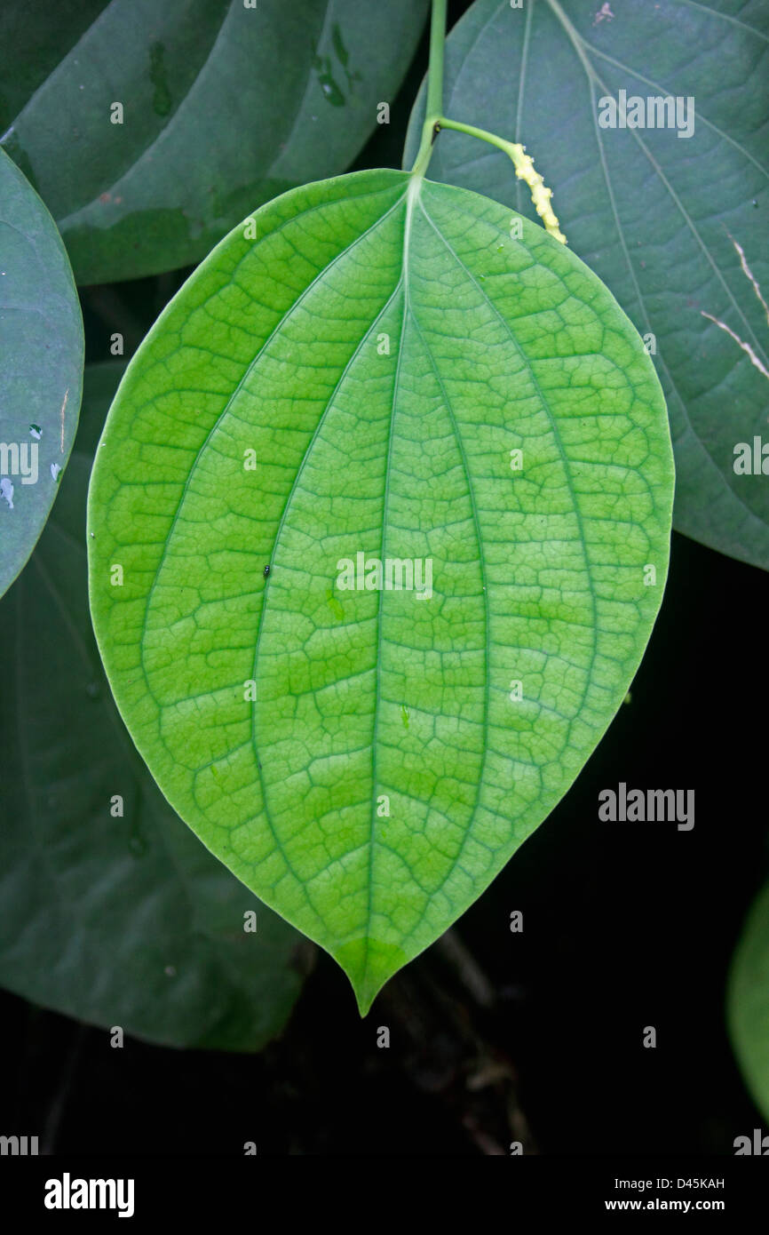 Hojas de pimienta negra, India Fotografía de stock - Alamy