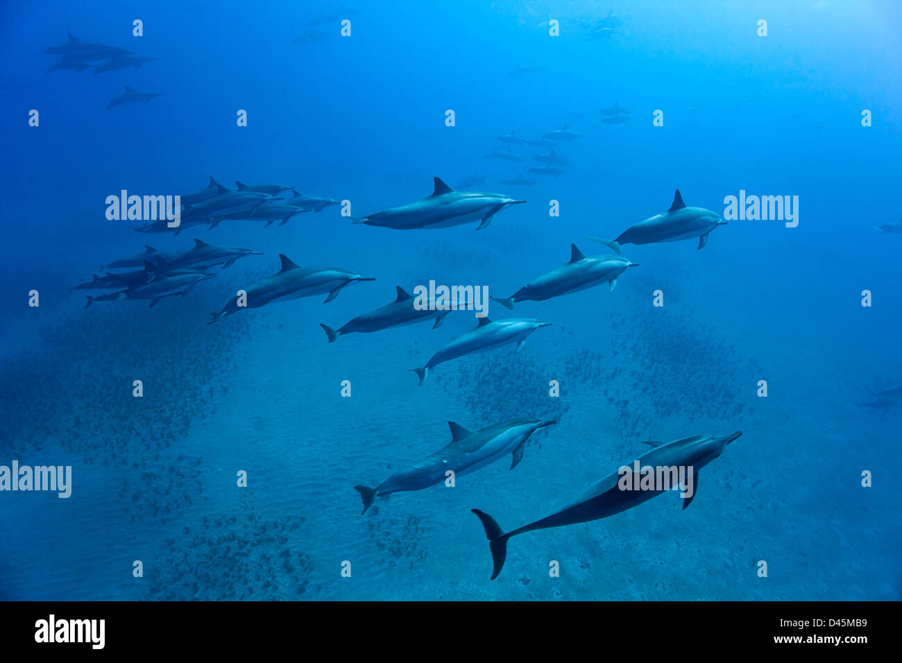 Un grupo de delfines, Stenella longirostris, moviéndose a lo largo de la costa de Lanai, Hawai. Foto de stock
