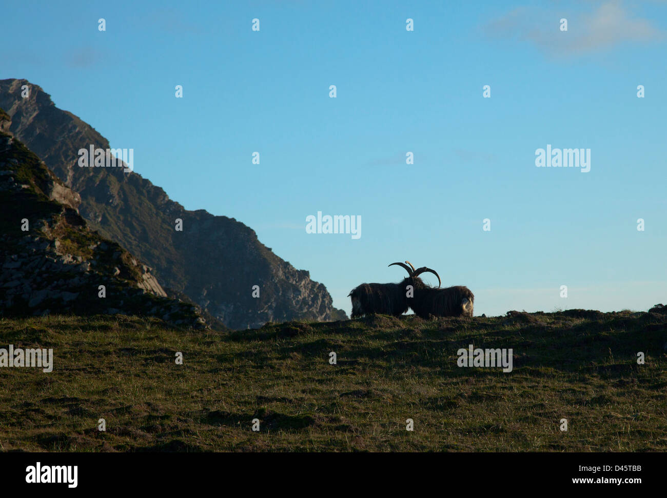 Las cabras asilvestradas cuernos de bloqueo en las laderas de Croaghaun, Achill Island, en el condado de Mayo, Irlanda. Foto de stock