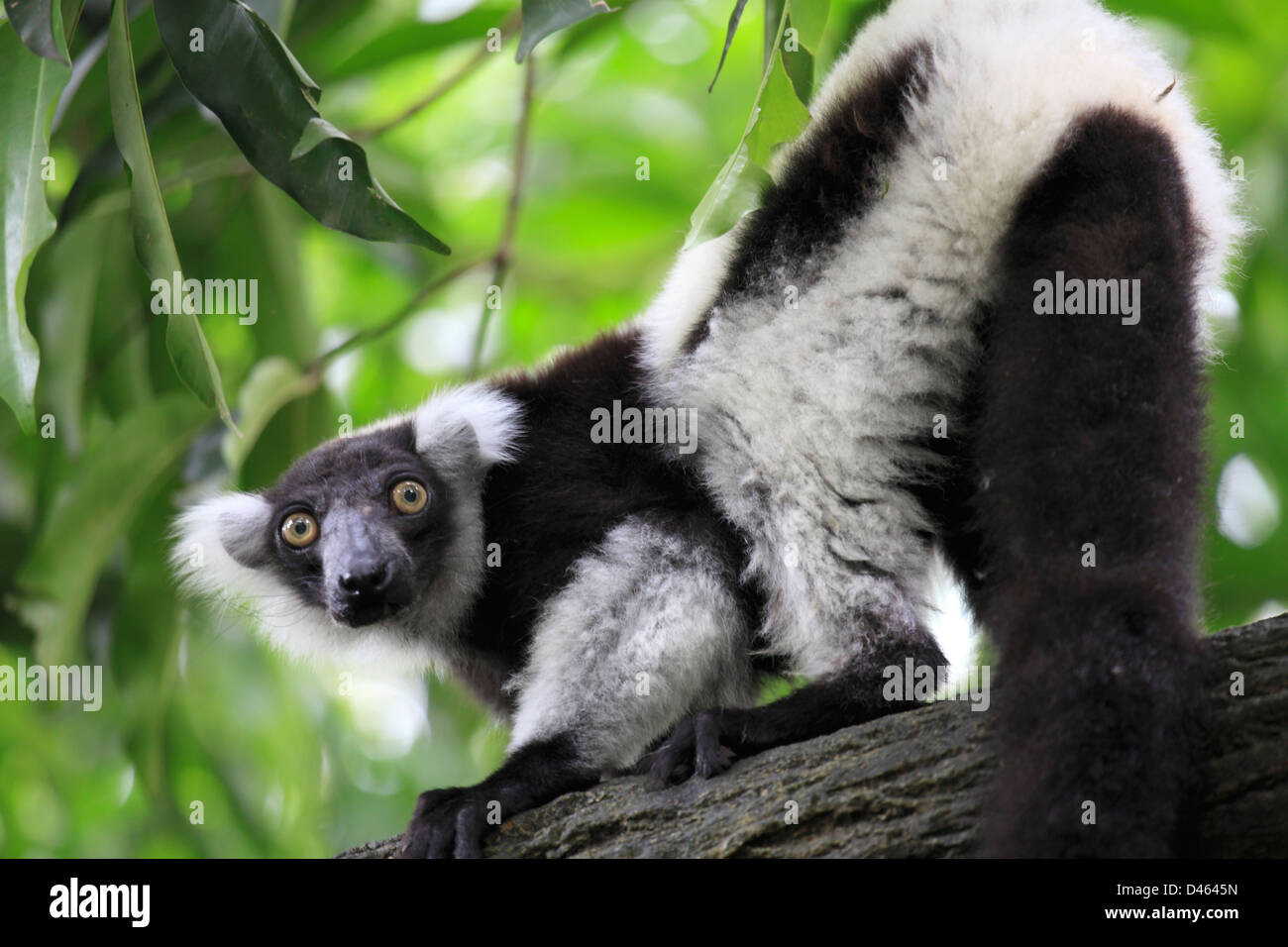 Lemur, Indri indri indri, Zoo de Singapur, Foto de stock