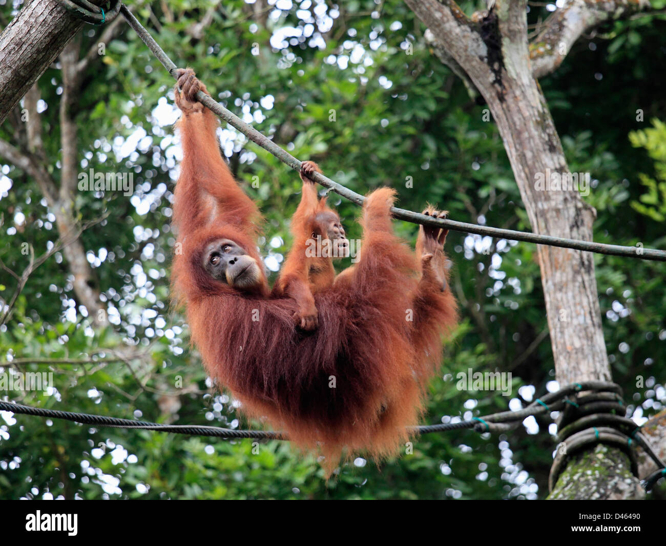 Orangután, Pongo pygmaeus, primates, Zoo de Singapur, Foto de stock