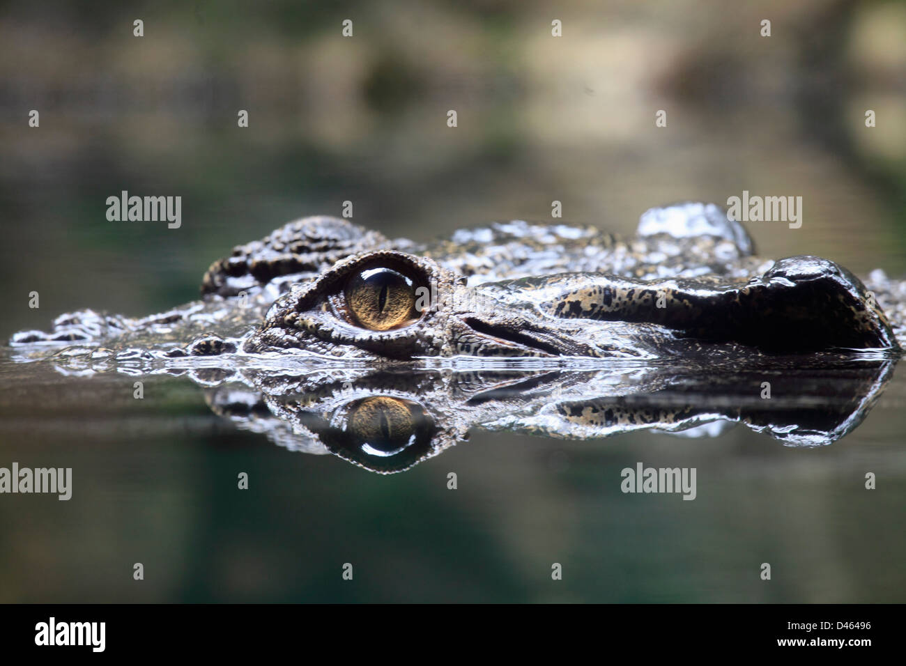 El cocodrilo de agua salada, Crocodylus porosus, Zoo de Singapur, Foto de stock