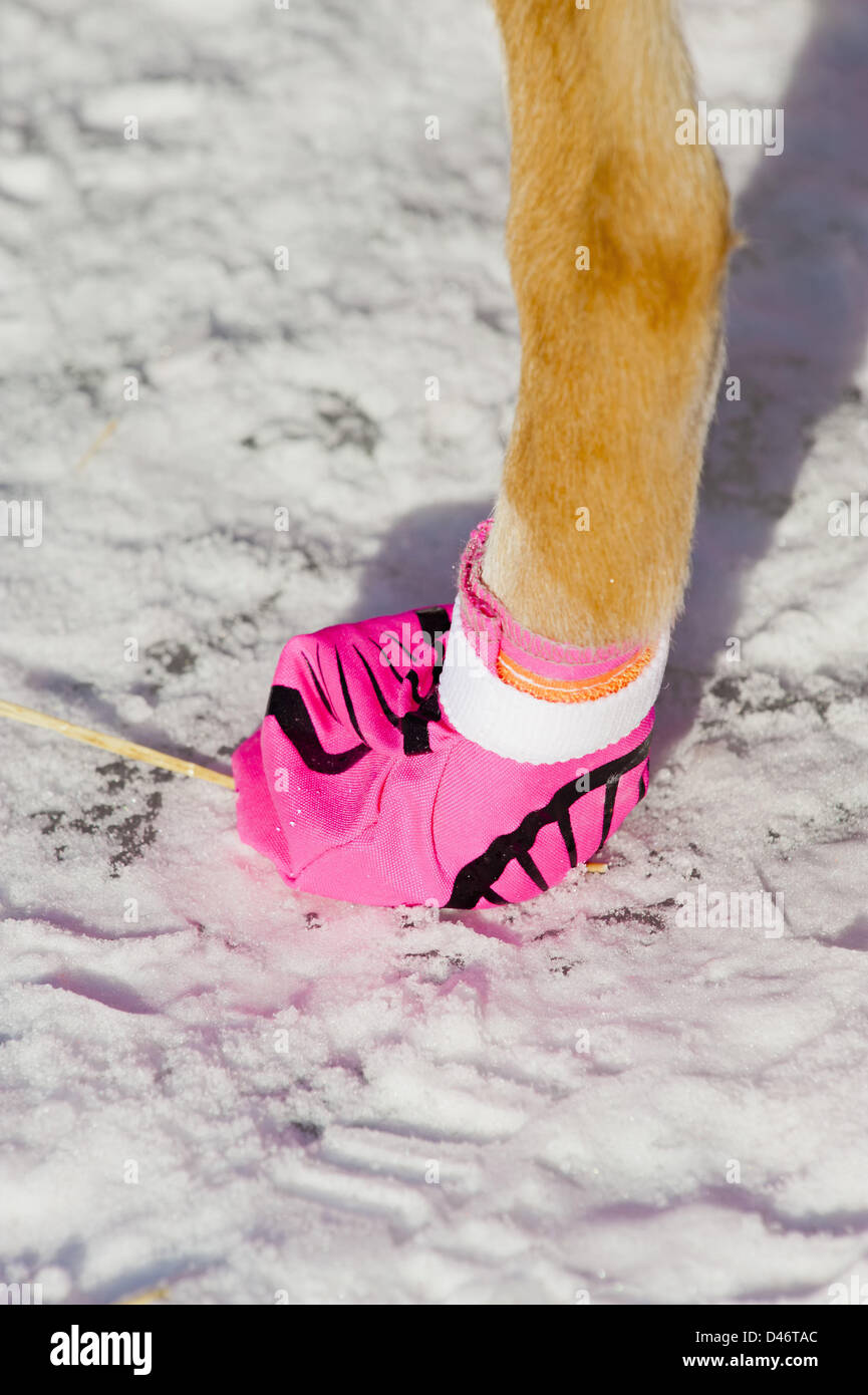 iditarod sled dog booties