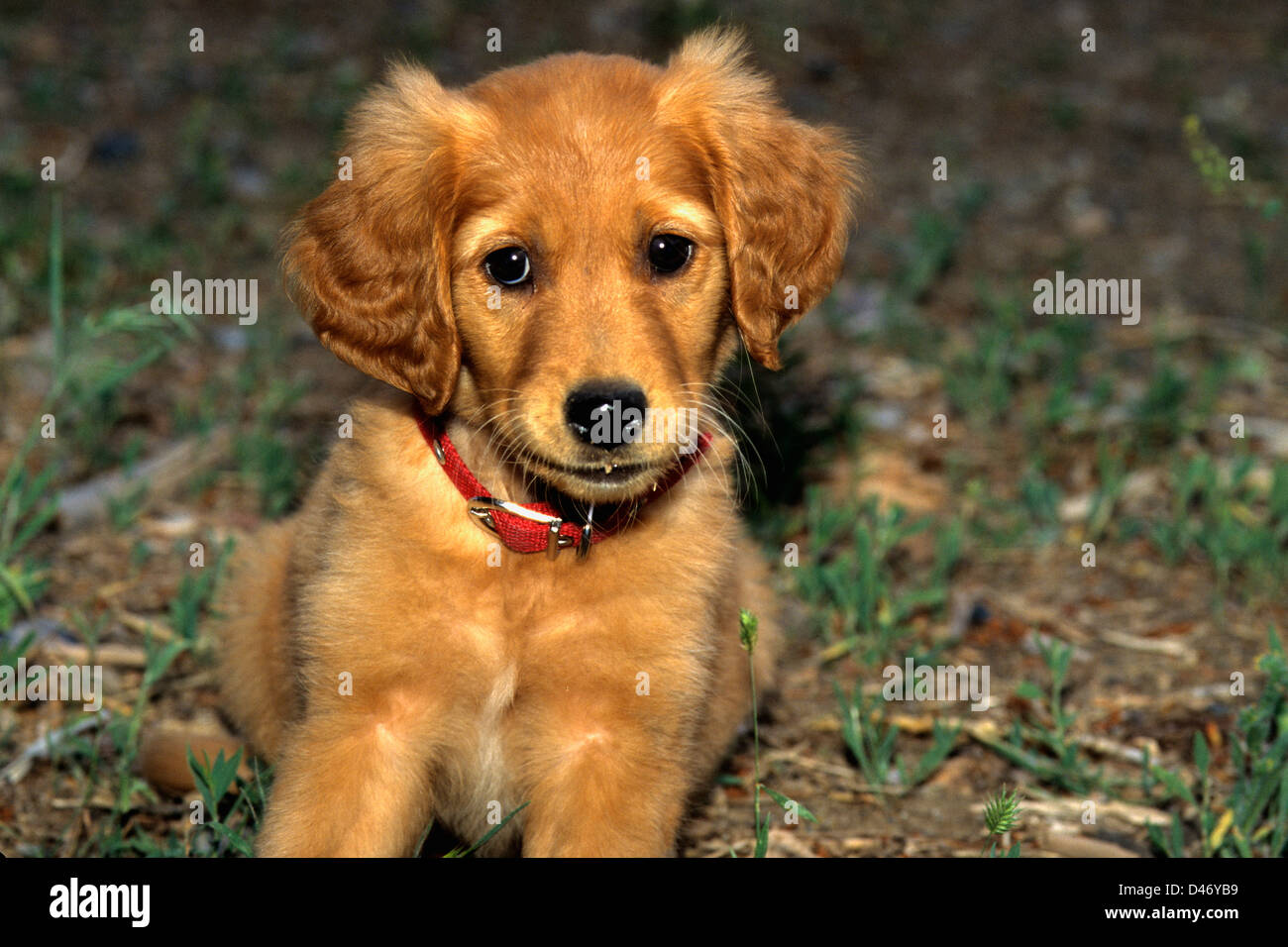 Cachorro golden retriever de aproximadamente 2 meses de edad Fotografía de  stock - Alamy