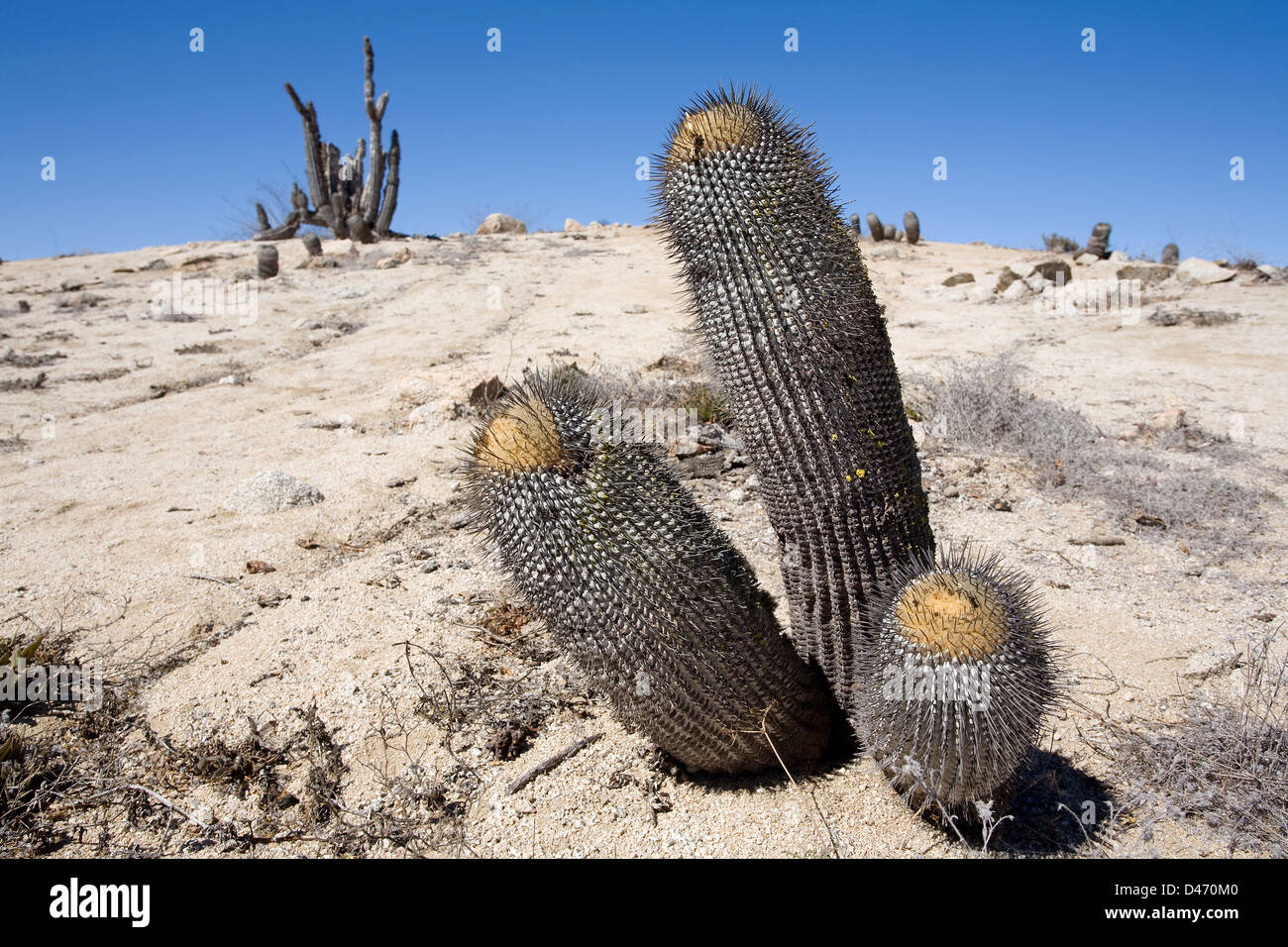 (Cactus Copiapoa columna-alba), el Parque Nacional Pan de Azucar, Chanaral, Chile Foto de stock
