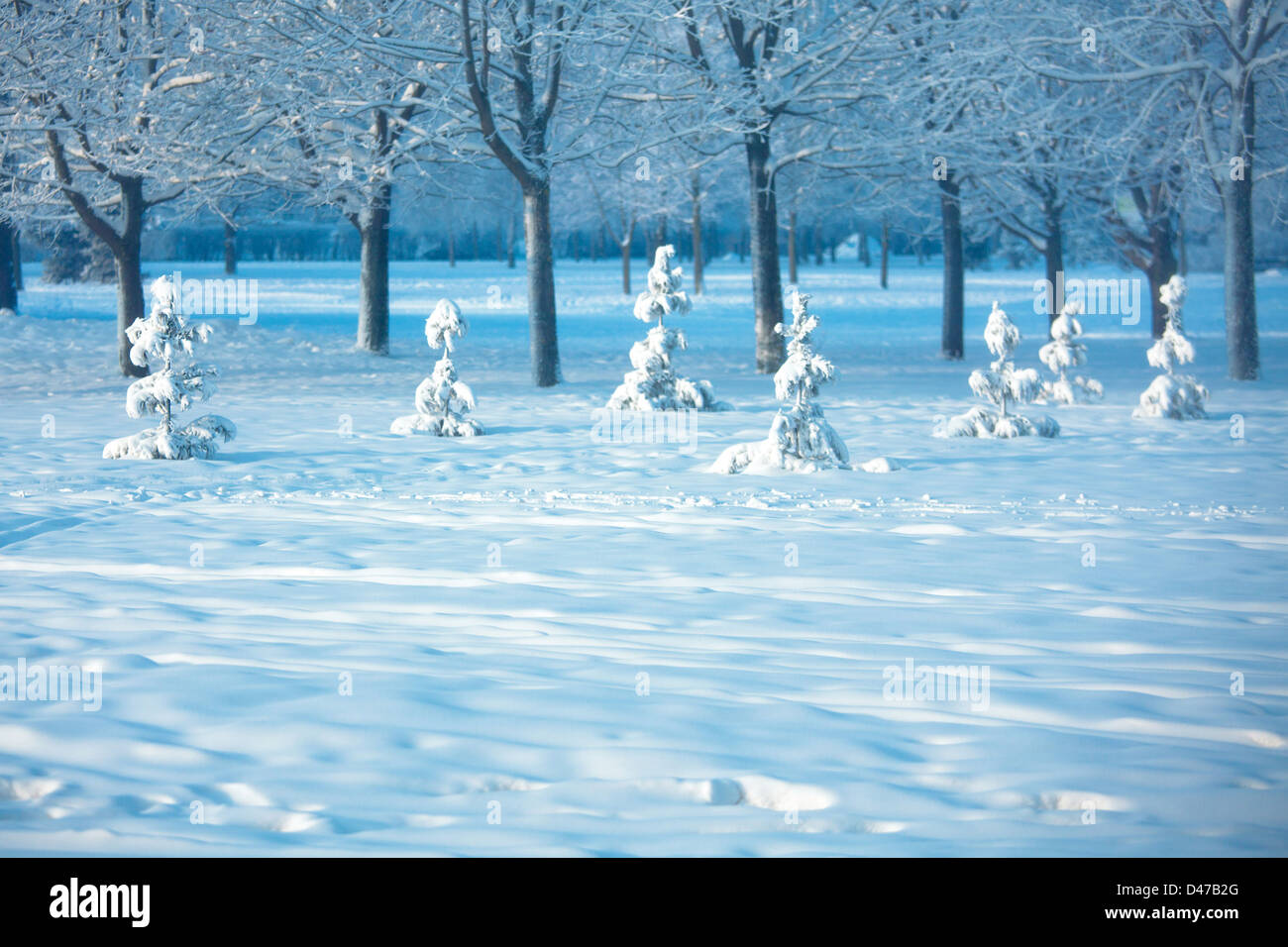 Paisaje invernal con árboles cubiertos de nieve Foto de stock