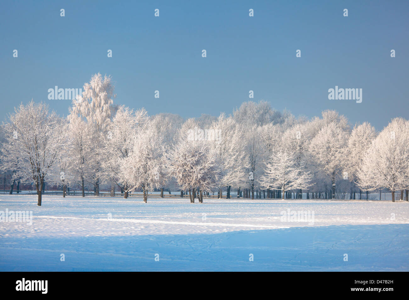 Los árboles en invierno hermoso día de invierno Foto de stock