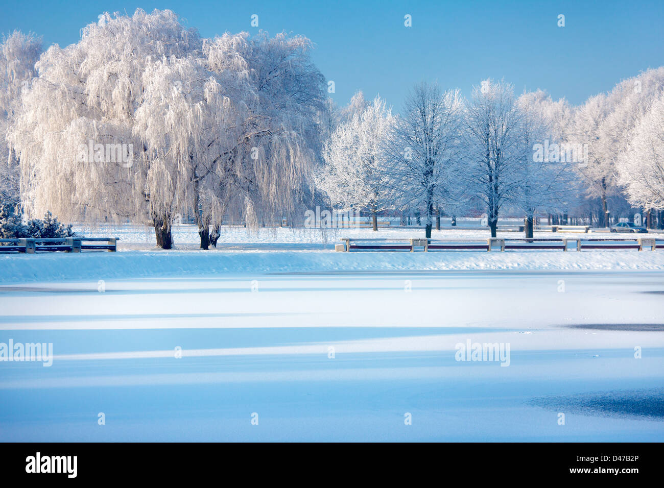 Los árboles en invierno hermoso día de invierno Foto de stock