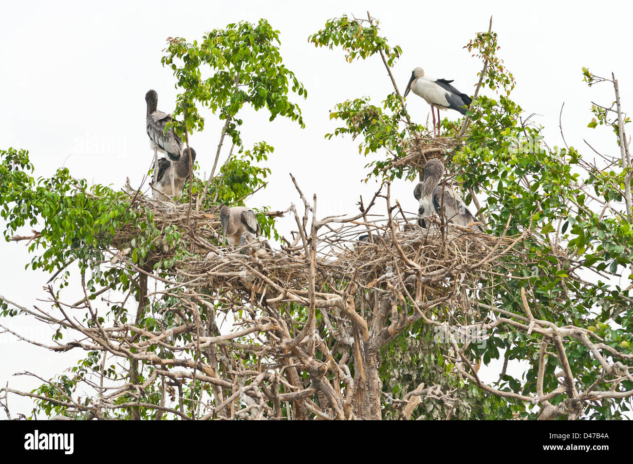 Grupo de pintado y sus nidos de cigüeña sobre un árbol. Foto de stock