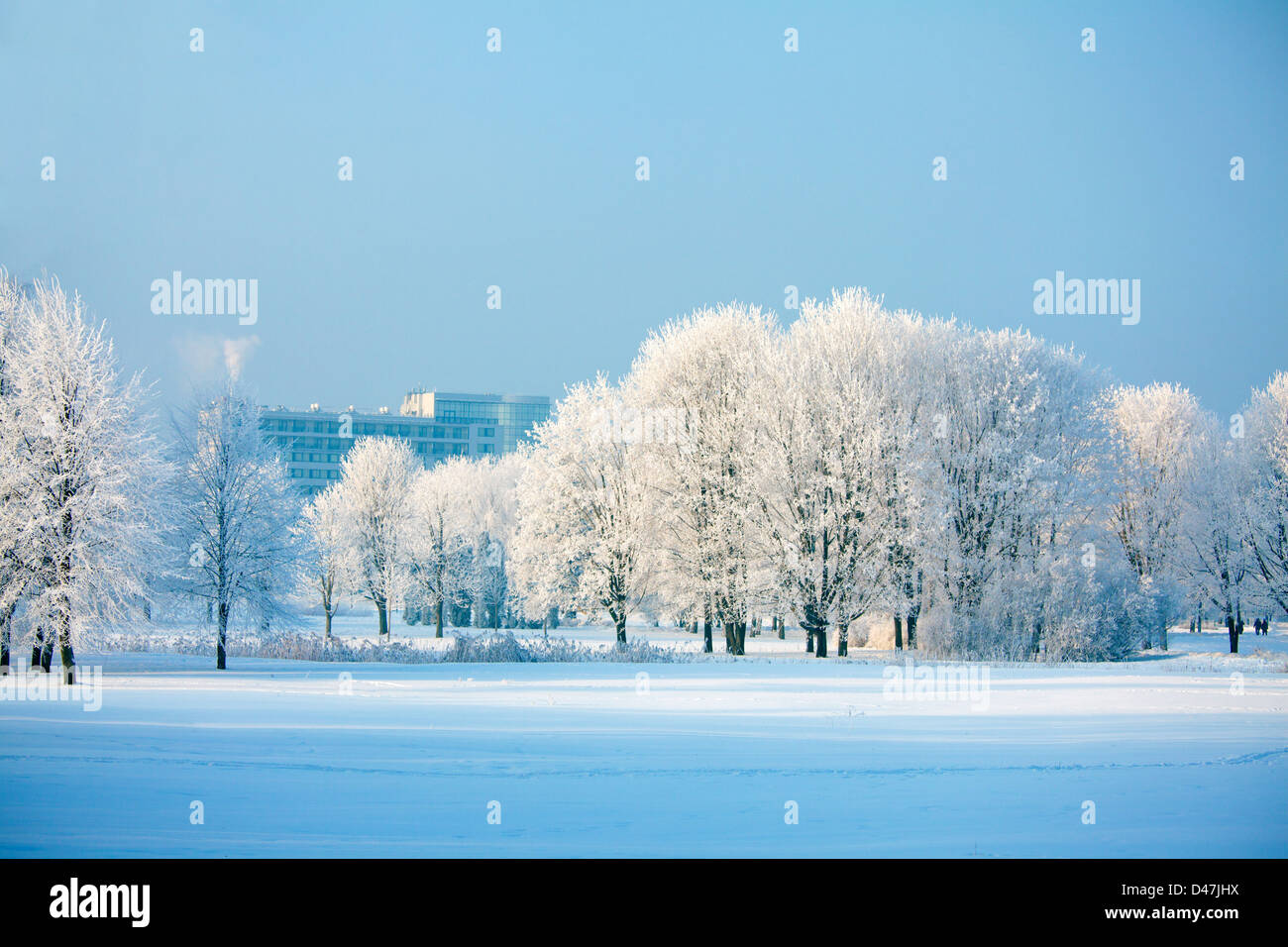 Árboles de invierno congelada en Letonia, el tiempo de Navidad Foto de stock