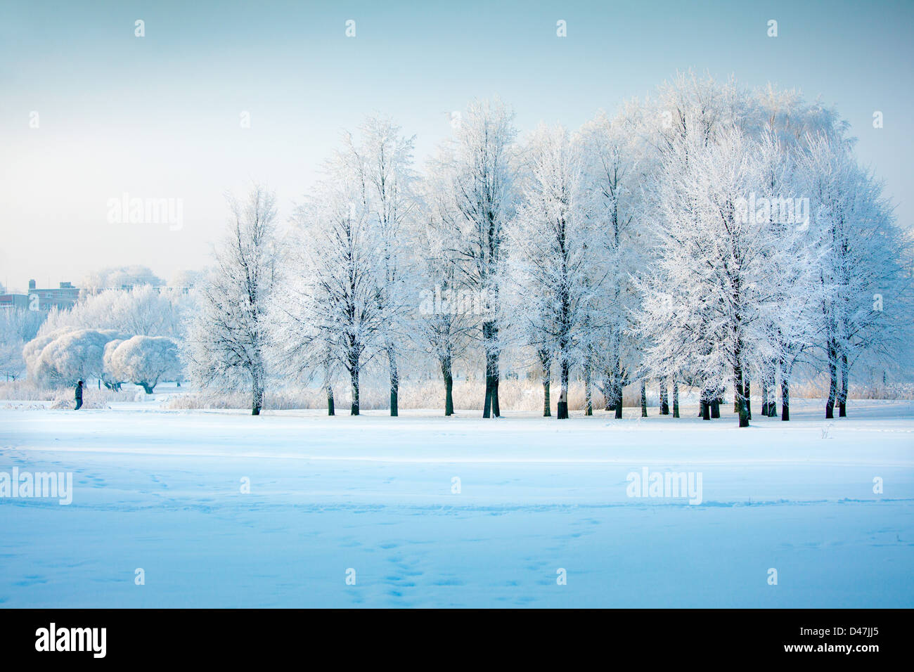 Árboles de invierno congelada en Letonia, el tiempo de Navidad Foto de stock